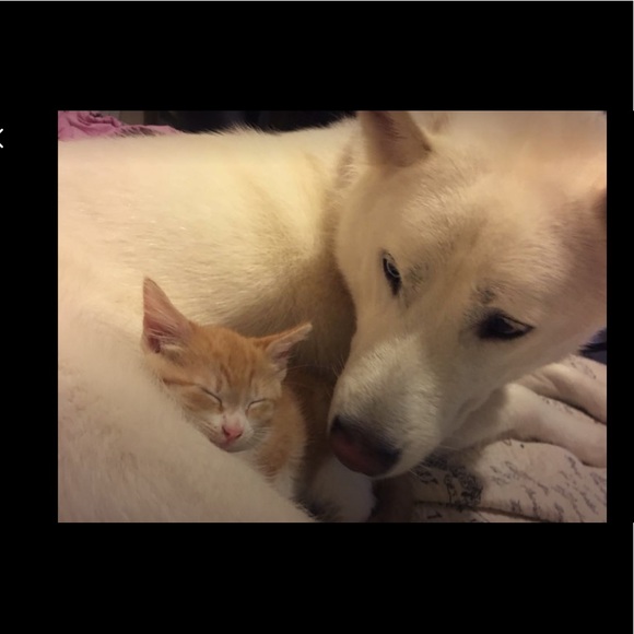 5⭐️ fast shipping Posh ambassador Raytchell - Picture 11 of 15